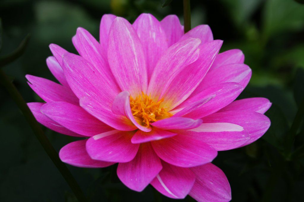 Beautiful-pink-flower_-_West_Virginia_-_