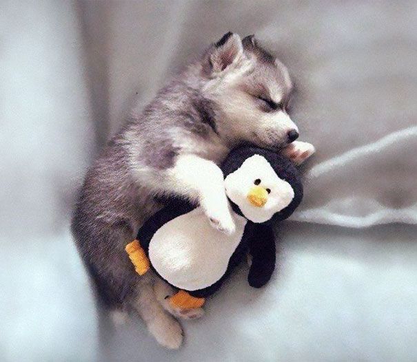 cute-animals-sleeping-stuffed-toys-37.jp