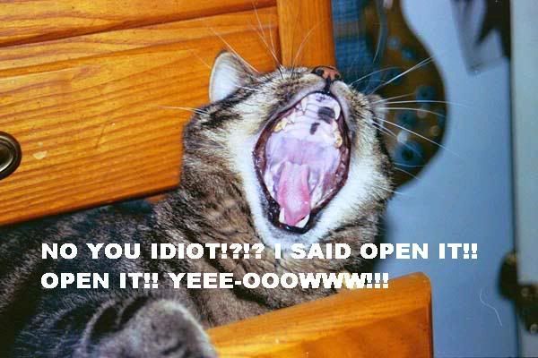 funny cat pictures with captions. funny cats with captions.