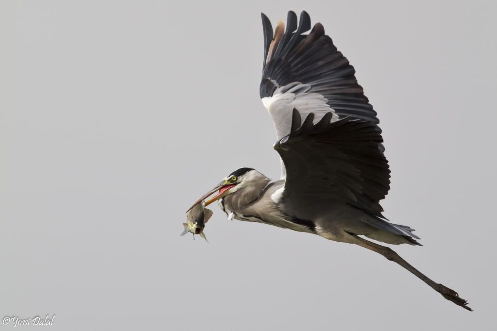 IMAGE: http://i5.photobucket.com/albums/y187/yossid/mayan%20zvi/IMG_1604.jpg