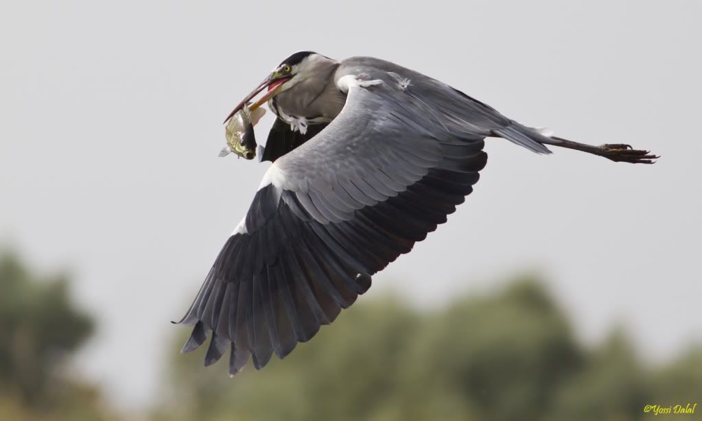 IMAGE: http://i5.photobucket.com/albums/y187/yossid/mayan%20zvi/IMG_1610_croped.jpg