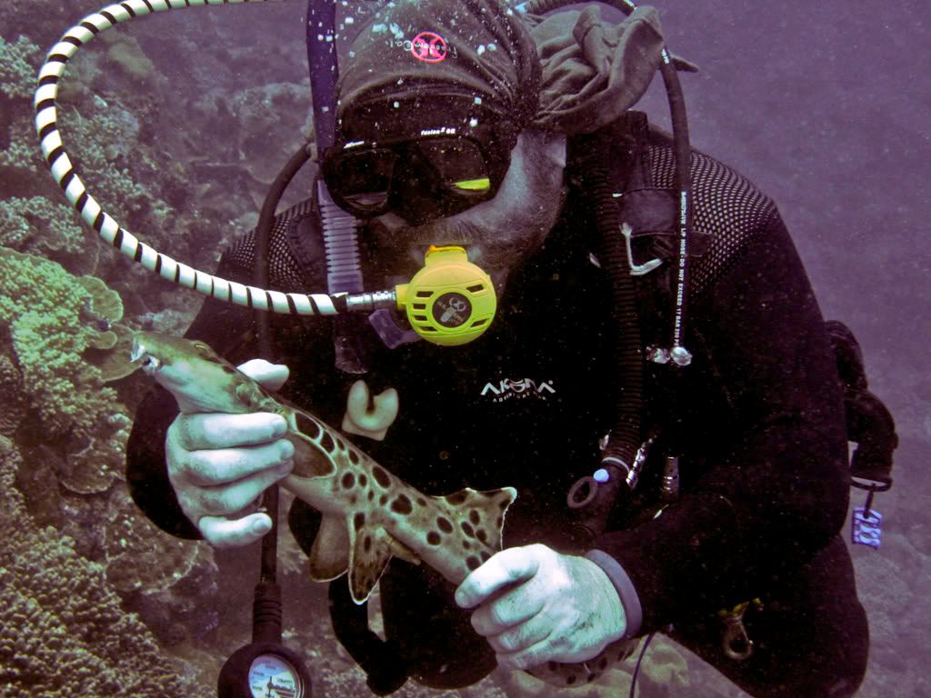 epaulette shark toy