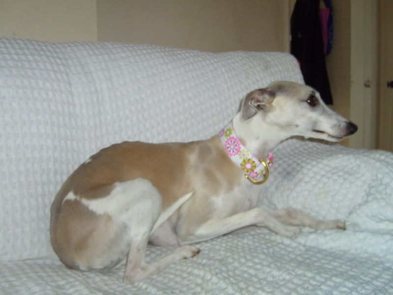 dog002.jpg