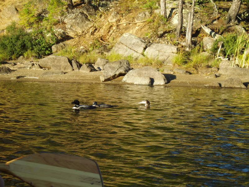 Loons on the starboard side. Pictures, Images and Photos