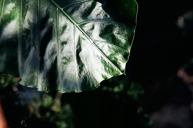圖檔