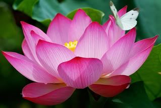 La flor de loto, belleza y fertilidad
