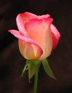 La rosa es el símbolo del culto al amor