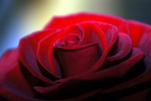 Coloca una rosa roja en tu ventana durante siete días como ofrenda...