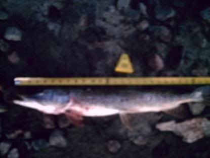 [Image: pike28inches.jpg]