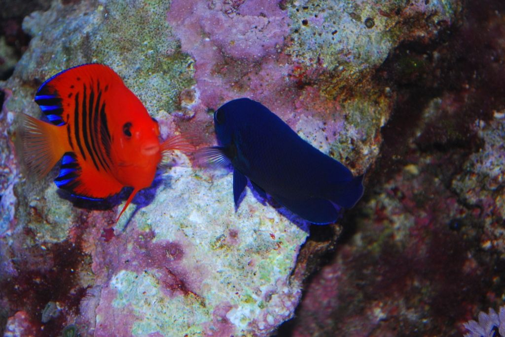 Fish That Are Blue? - Reef Central Online Community