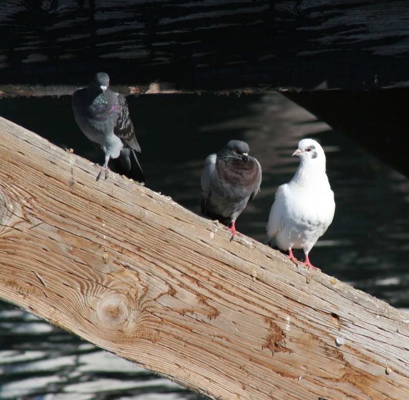 IMAGE: http://i5.photobucket.com/albums/y190/Enkonta/pidgcrop.jpg