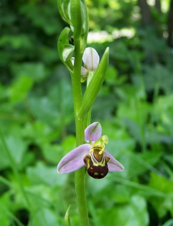 Bijenorchis, Ophrys apifera