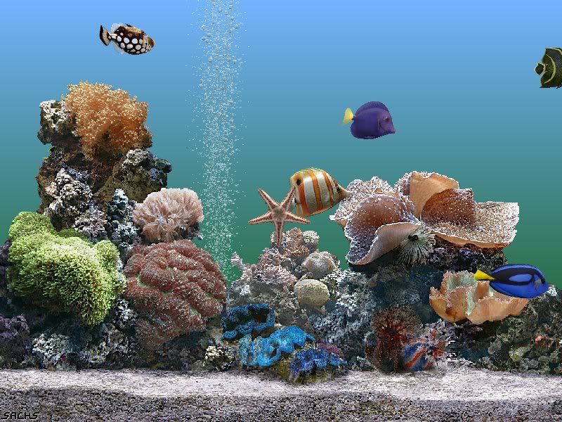 Thread: Sachs Marine Aquarium Screensaver