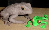 toadtreefrog.jpg image by Alanjamesv