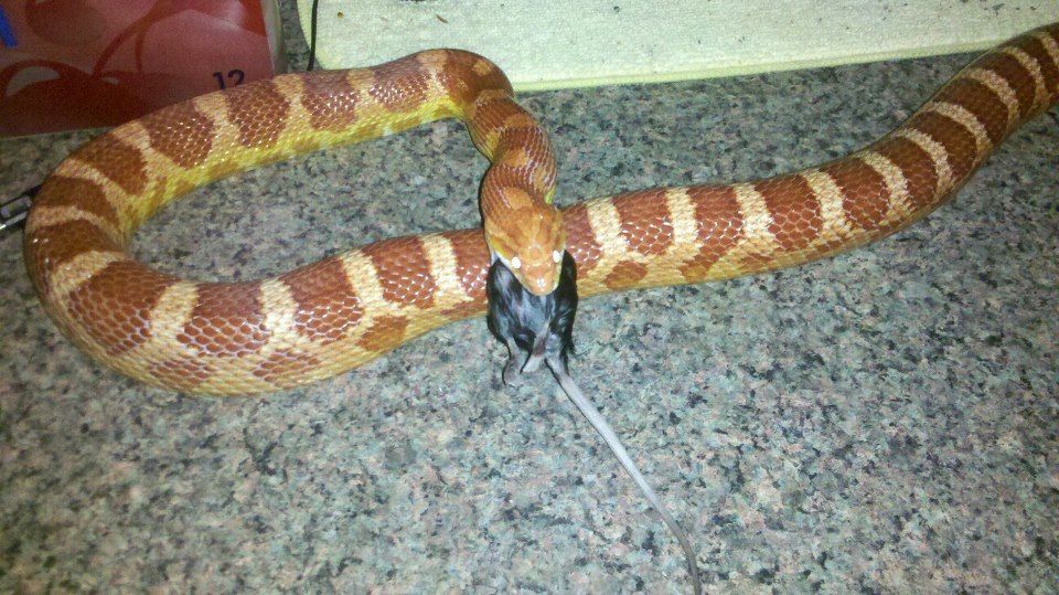 SnakeyEating.jpg