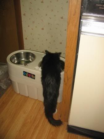 bigboy_bowl.jpg gotta drink outta the bigboy bowl image by WolfRyder