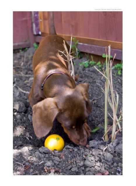 tan and chocolate dachshund