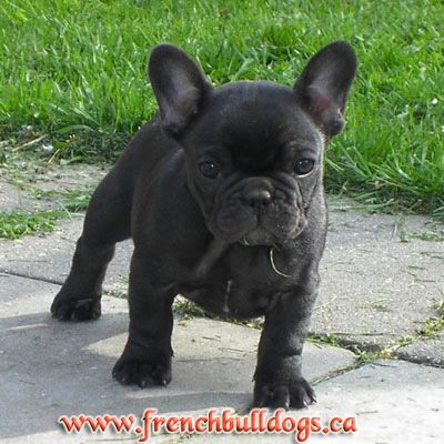 Bulldog Puppies on Most Famous Celebrity  French Bulldog Cross Puppies