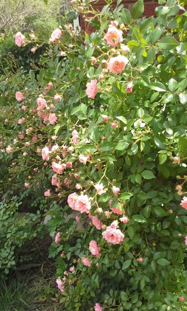 The Fairh photo 20140517_145231.jpg