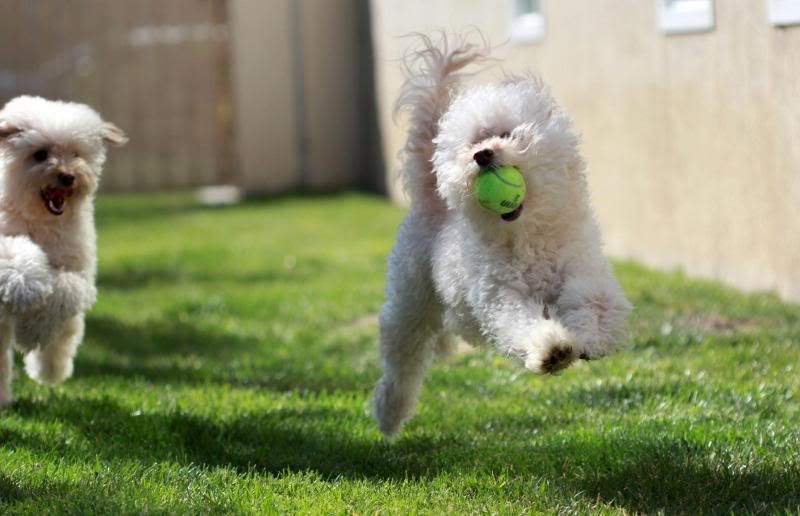 IMAGE: http://i5.photobucket.com/albums/y192/majinbatusaix/mini-poodle-papillon-chihuahua_zps6853ddd0.jpg