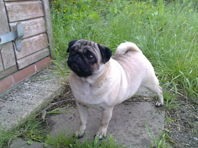 Is+My+Pug+Pregnancy Is My Pug Pregnancy http://www.newrider.com/forum/showthread.php?t ...