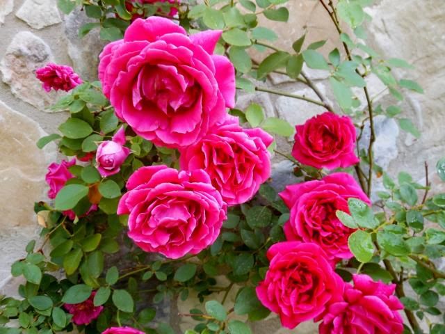  photo DSCN16371024x768_zps5ffbc8a0.jpg