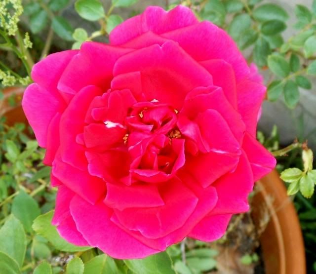  photo DSCN16721024x889_zps5b923d48.jpg