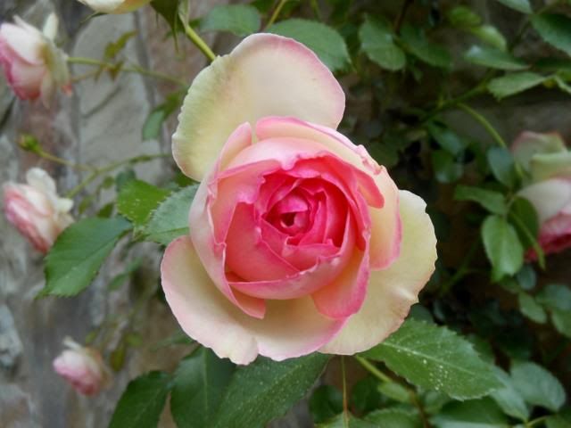  photo DSCN16761024x768_zps497483a2.jpg