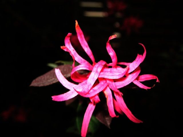 Image hosting by Photobucket