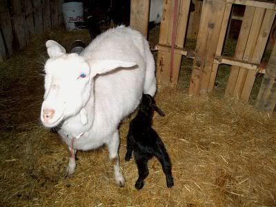 It's another Boy!!!! But he is sooo Cute - Goats