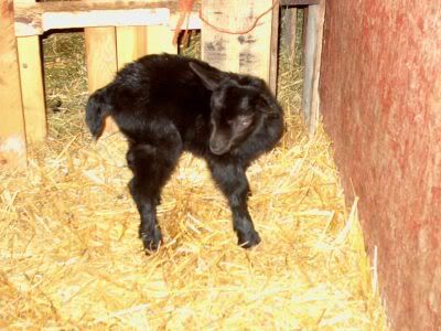 It's another Boy!!!! But he is sooo Cute - Goats