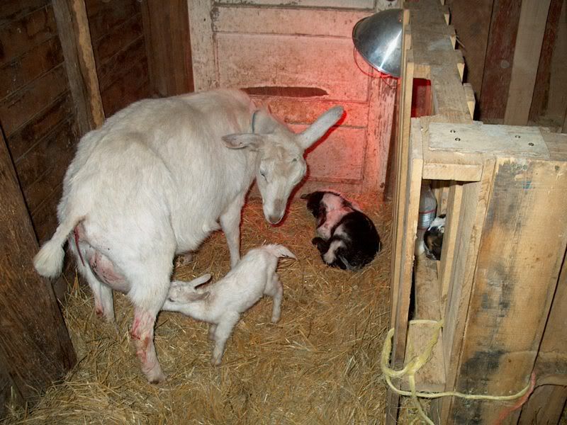 We got twins! - Goats