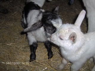 We got twins! - Goats