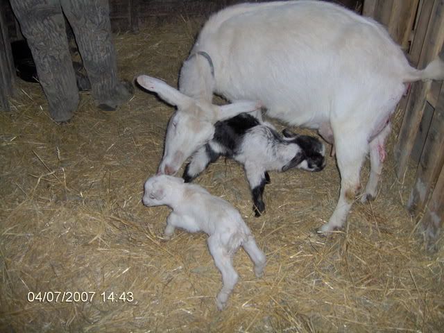 We got twins! - Goats