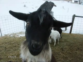 Is it a Buck or a Ham? - Goats