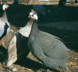 Beanie's birds