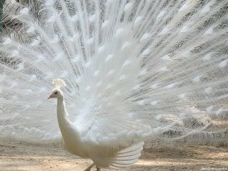 White peacock