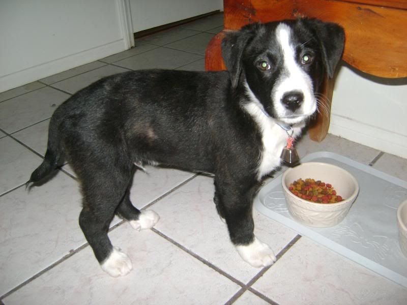 RomeoatDinnerTime.jpg