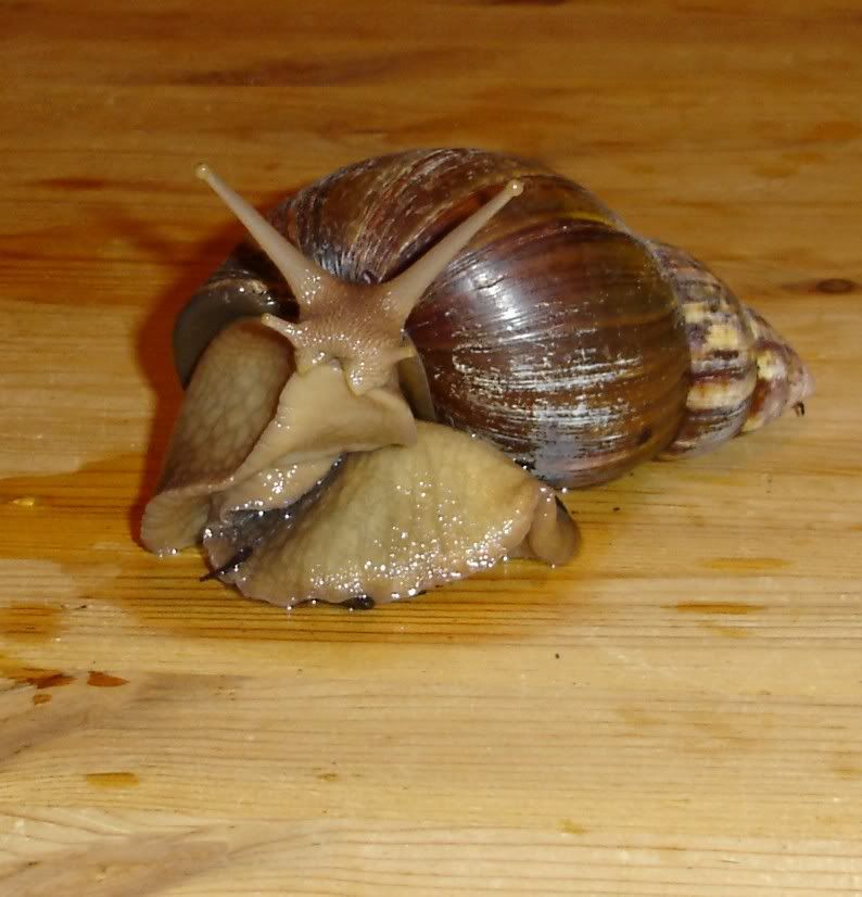 Cordelia teh monster snail