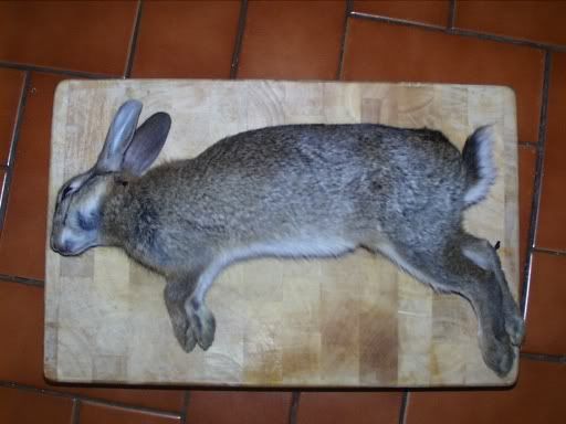 rabbit shot