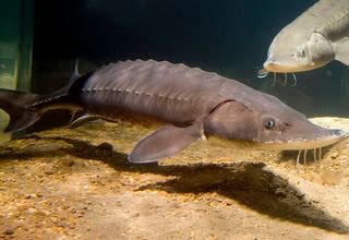 Image from Tennessee Aquarium