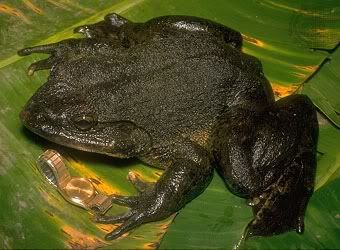 Goliath frog and watch--Image from Enyclopaedia Britannica