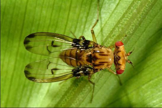 Drosophila heteroneura--Image from U.S. Fish and Wildlife Services