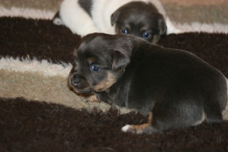 Black And Tan Jack Russell Puppy. 1x lack and tan boy