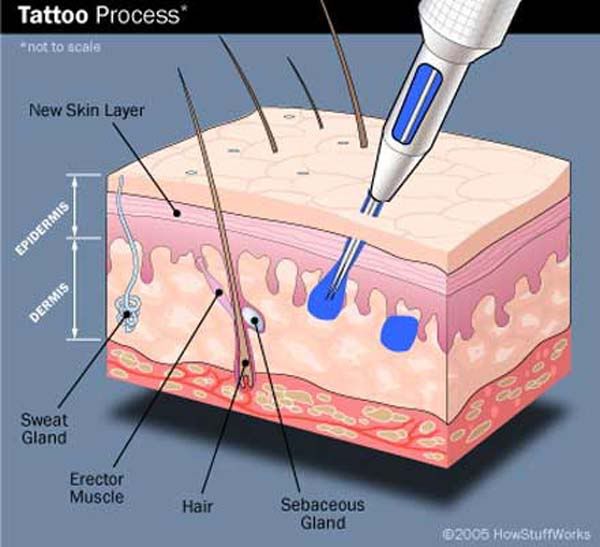 Skin-CrossSection.jpg