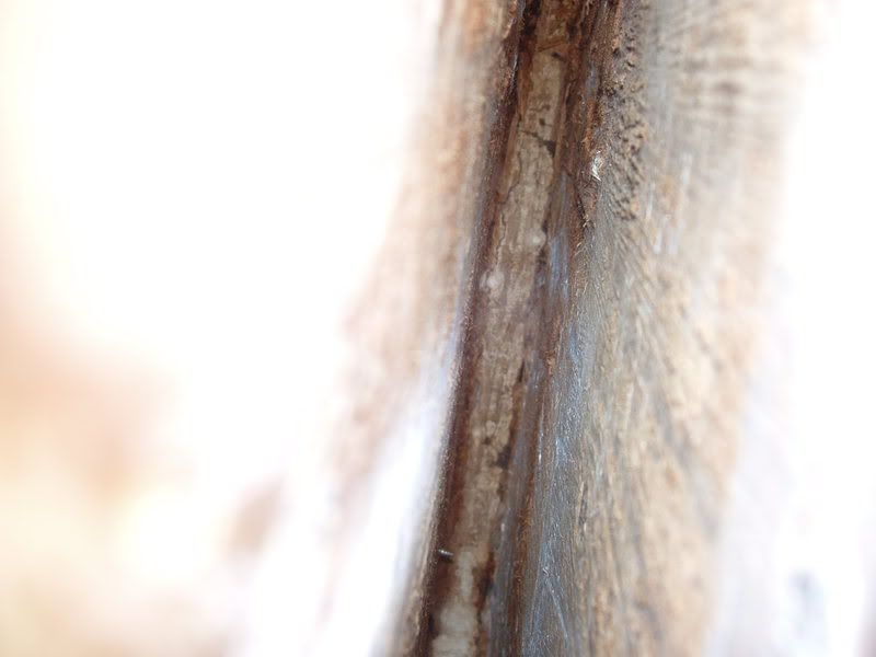 P1010281.jpg