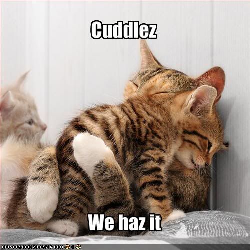 funny-pictures-cats-have-cuddles-to.jpg