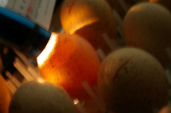 Candling Finch Eggs