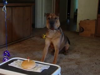 Percy turns one!