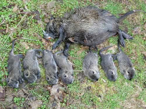 Nutria Hunting In Oregon (graphic) 